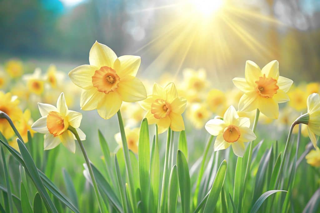 Cascade Spring 2026 Update | IRIS